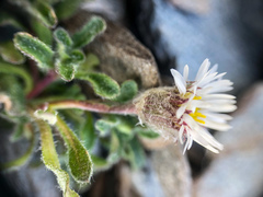 Erigeron lanatus