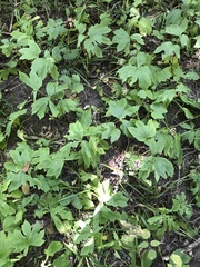 Hydrastis canadensis