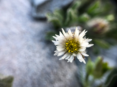 Erigeron lanatus