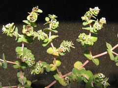 Euphorbia amplexicaulis