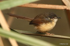 Prinia socialis