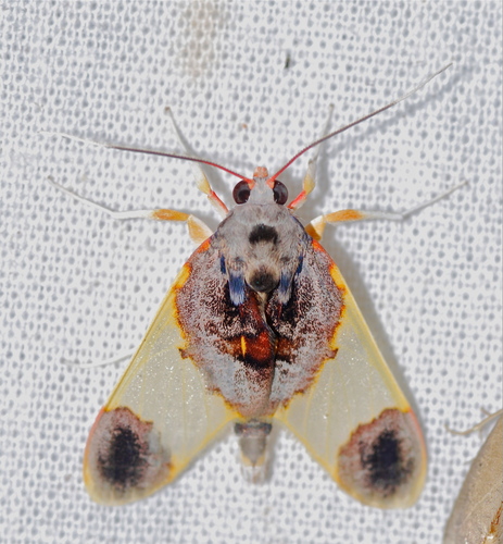 Thyromolis pythia
