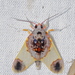 Thyromolis pythia - Photo (c) Bernard DUPONT, some rights reserved (CC BY-SA)