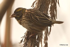 Ploceus manyar