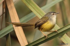Prinia flaviventris
