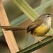 Yellow-bellied Prinia - Photo (c) markus lilje, some rights reserved (CC BY-NC-ND), uploaded by markus lilje