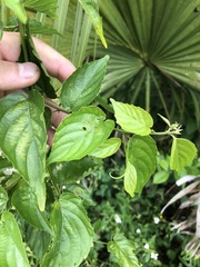 Gouania lupuloides image