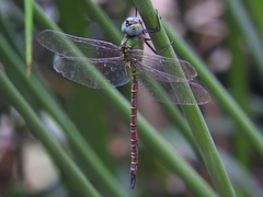 Coryphaeschna adnexa