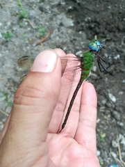 Coryphaeschna adnexa