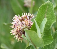 Asclepias speciosa