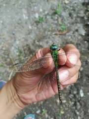 Coryphaeschna adnexa