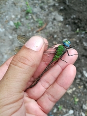 Coryphaeschna adnexa