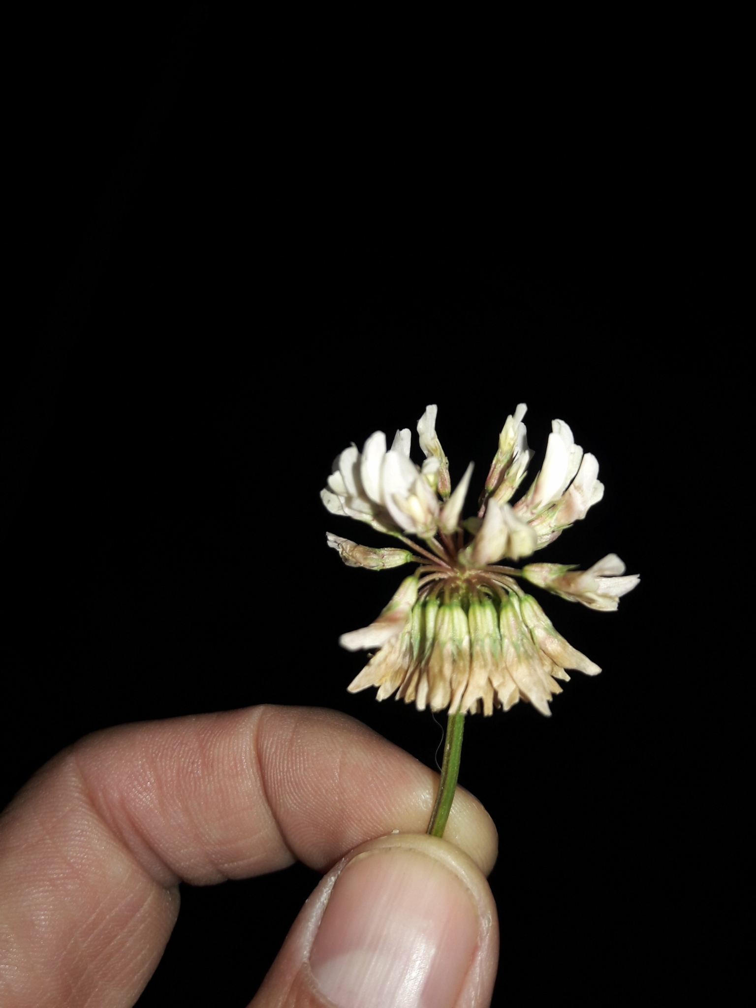 Trifolium repens