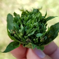 Rhopalomyia capitata