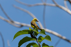 Conopias cinchoneti