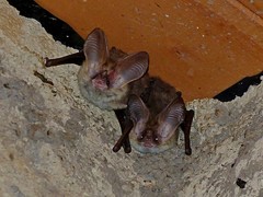 Lesser Long-Eared Bat photo 2