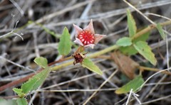 Malvastrum aurantiacum