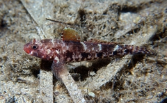 Gobius cruentatus