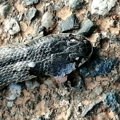 Macroprotodon brevis