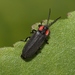 Dark Firefly - Photo (c) James Bailey, some rights reserved (CC BY-NC), uploaded by James Bailey