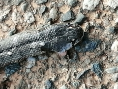 Macroprotodon brevis