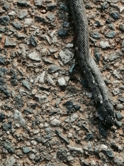 Macroprotodon brevis