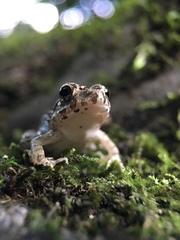 Fejervarya kawamurai