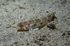 Gobius geniporus