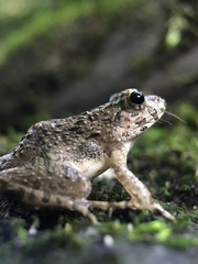 Fejervarya kawamurai