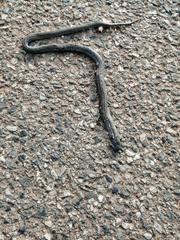 Macroprotodon brevis