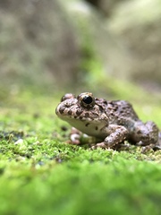 Fejervarya kawamurai