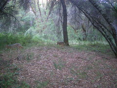 Canis latrans ochropus