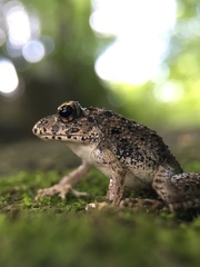 Fejervarya kawamurai