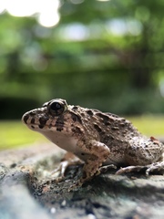 Fejervarya kawamurai