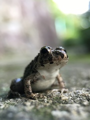 Fejervarya kawamurai