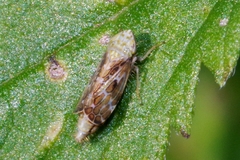 Errastunus ocellaris