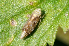 Errastunus ocellaris