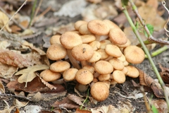 Desarmillaria caespitosa image