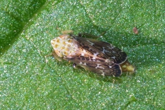 Errastunus ocellaris