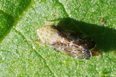 Errastunus ocellaris