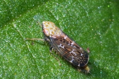 Errastunus ocellaris