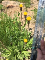 Raillardella scaposa