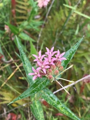 Asclepias rubra