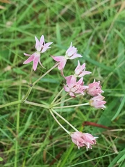 Asclepias rubra