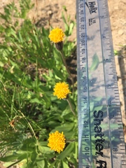 Raillardella scaposa