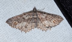 Chrysolarentia plesia