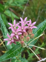 Asclepias rubra