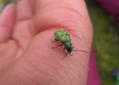 Diabrotica decempunctata