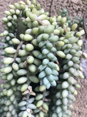 Sedum burrito