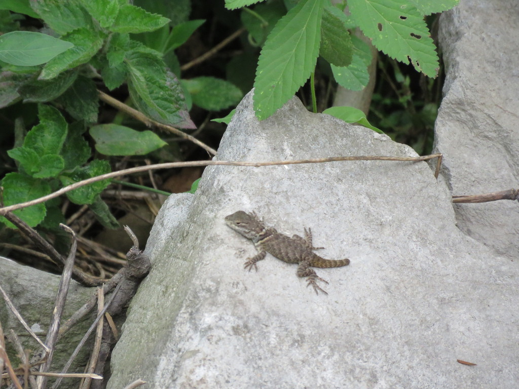 Coalcoman Black-Collared Lizard